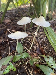 Leucocoprinus fragilissimus