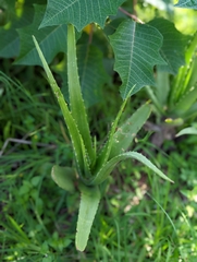 Aloe vera