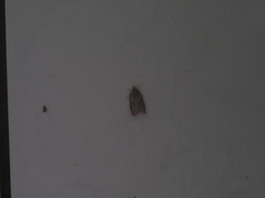 Tortricoidea