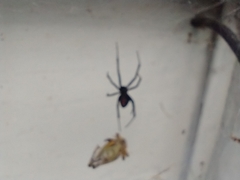 Latrodectus hesperus
