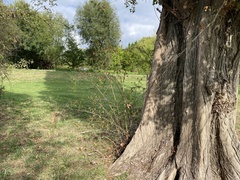 Rosa canina