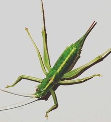 Meconema meridionale