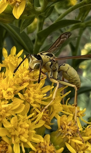 Northern Paper Wasp, photo 4 of 10