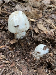 Phalloideae