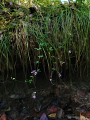 Lespedeza repens