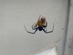 Latrodectus hesperus