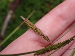 Carex aquatilis