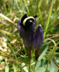 Gentiana sceptrum