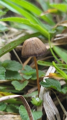 Psilocybe mexicana