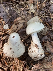 Phalloideae
