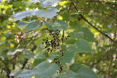 Vitis vulpina