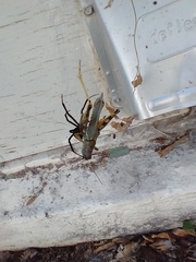 Latrodectus hesperus