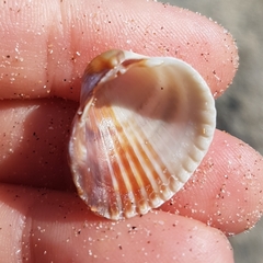 Cerastoderma glaucum