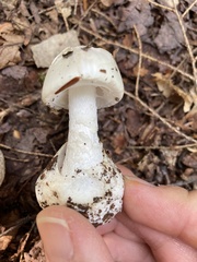 Phalloideae