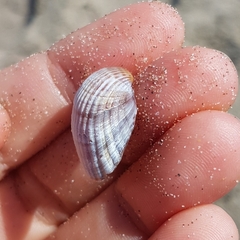 Cerastoderma glaucum