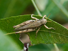 Melanoplus cinereus
