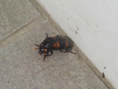 Nicrophorus nepalensis