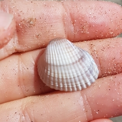 Cerastoderma glaucum