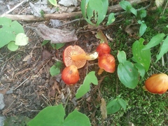 Hygrocybe punicea