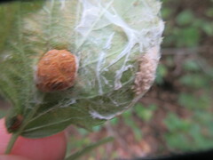 Neolasioptera farinosa