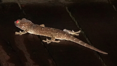 Gekko albofasciolatus