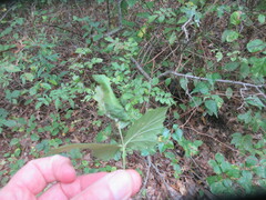 Neolasioptera farinosa