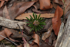 Pultenaea petiolaris