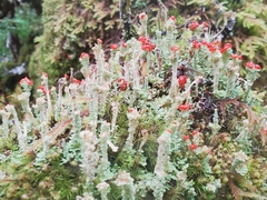 Cladonia