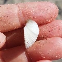 Cerastoderma glaucum