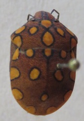 Pachycoris