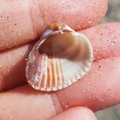 Cerastoderma glaucum