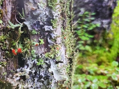 Cladonia