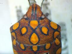Pachycoris