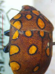 Pachycoris