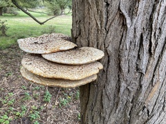 Cerioporus squamosus