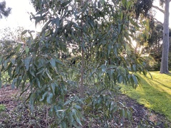 Corymbia citriodora