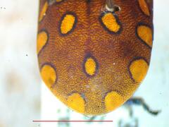 Pachycoris