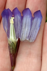 Gentiana sceptrum