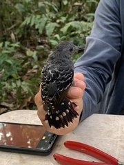 Willisornis poecilinotus