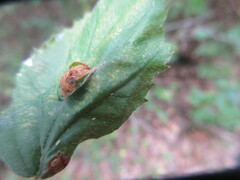 Neolasioptera farinosa