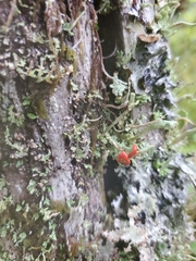Cladonia