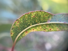 Corymbia citriodora