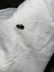 Tenebrio molitor