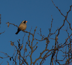 Saltator aurantiirostris