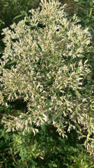 Eupatorium altissimum