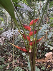 Heliconia stricta