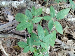 Rubus trivialis