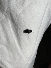 Tenebrio molitor