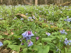Mertensia virginica