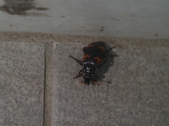 Nicrophorus nepalensis
